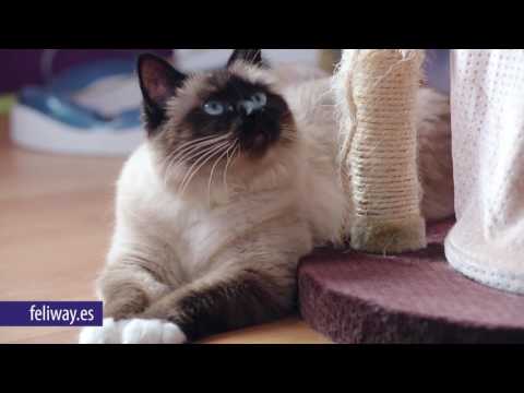 Feliway Classic de 60mL