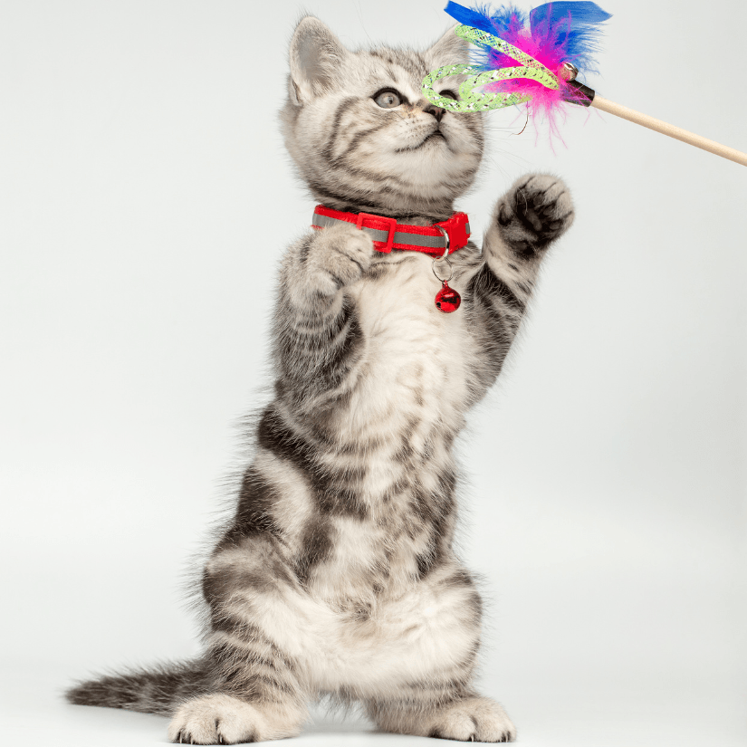 Accesorios para mascotas - AvicMartin Farmacia Veterinaria 