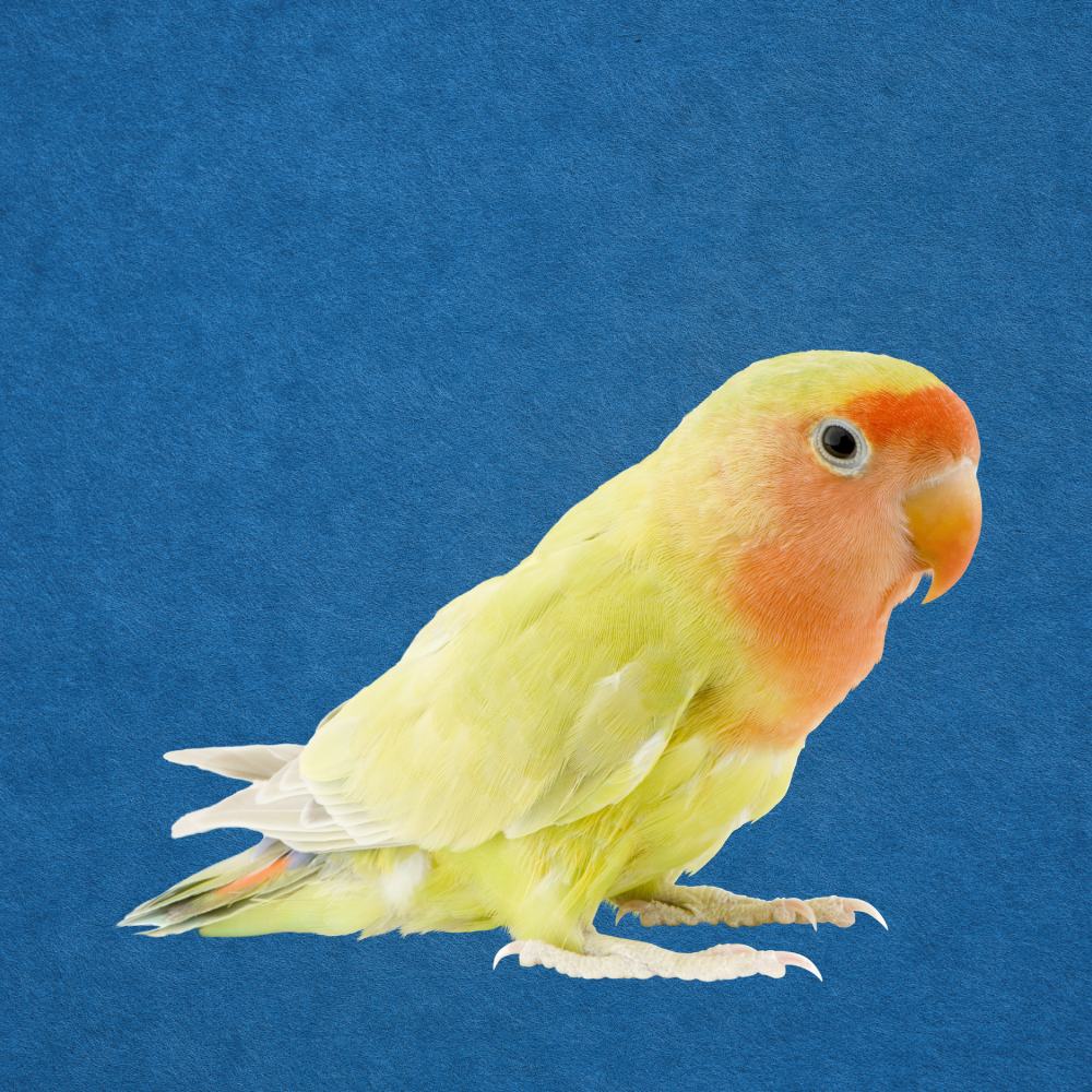 Aves