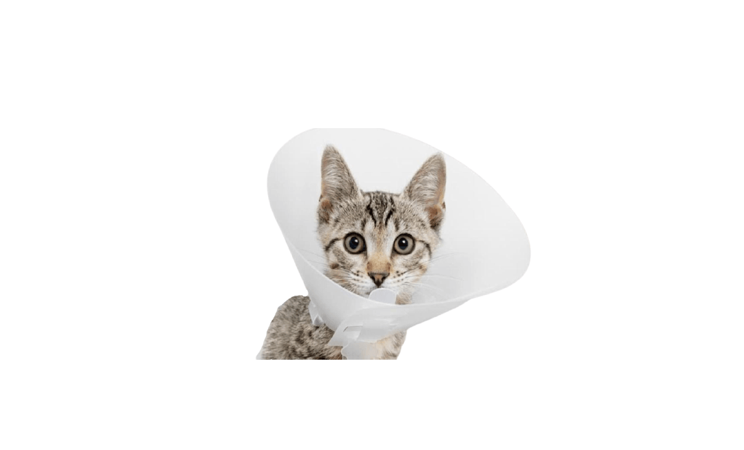Collar Isabelino sin ajuste - AvicMartin Farmacia Veterinaria 